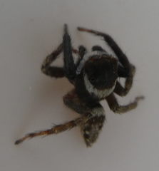 Hasarius