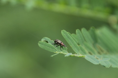 Eudiagogus maryae