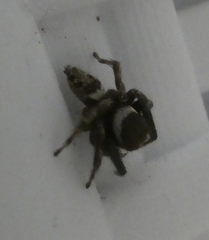 Hasarius
