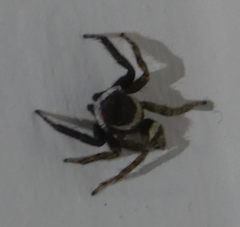 Hasarius