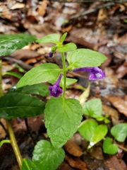 Scutellaria dumetorum