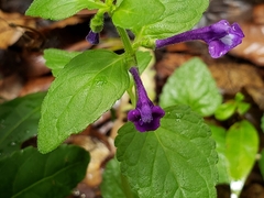 Scutellaria dumetorum