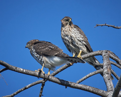 Accipiter cooperii