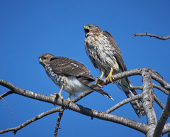 Accipiter cooperii