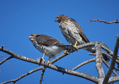 Accipiter cooperii