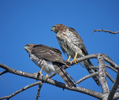 Accipiter cooperii