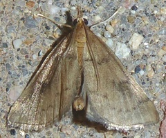 Uresiphita reversalis