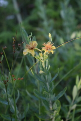 Hypericum swinkianum