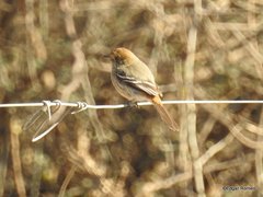 Knipolegus striaticeps