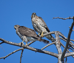 Accipiter cooperii