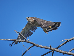 Accipiter cooperii