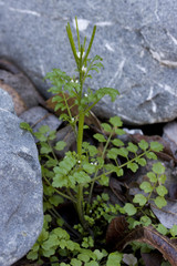 Cardamine oligosperma