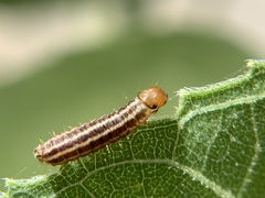 Homoeosoma electella