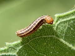Homoeosoma electella