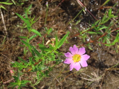 Sabatia kennedyana
