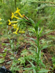 Lithospermum strictum
