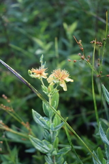 Hypericum swinkianum