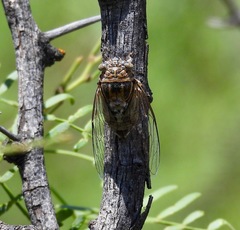 Diceroprocta eugraphica