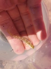 Microlipophrys dalmatinus