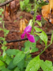 Salvia dichlamys