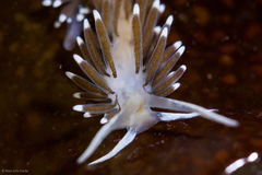 Cuthonella cocoachroma