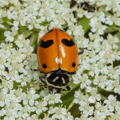 Hippodamia glacialis