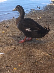 Anas platyrhynchos domesticus