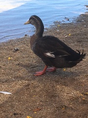 Anas platyrhynchos domesticus