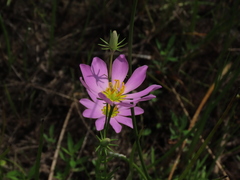 Sabatia kennedyana