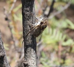 Diceroprocta eugraphica