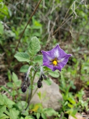 Solanum demissum