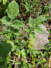 Solanum demissum
