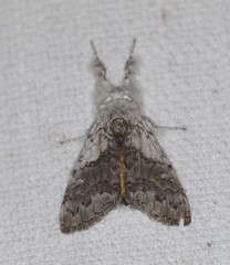 Calliteara farenoides