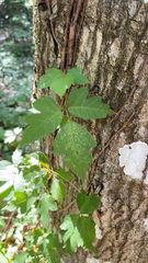 Toxicodendron radicans image