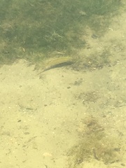 Micropterus dolomieu