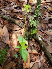 Malaxis brachyrrhynchos