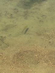 Micropterus dolomieu