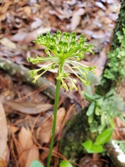 Malaxis brachyrrhynchos