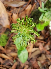 Malaxis brachyrrhynchos