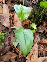 Malaxis brachyrrhynchos