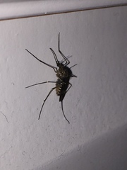 Culiseta incidens
