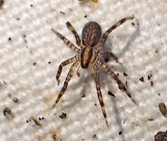 Zora hespera