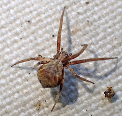 Philodromus quercicola