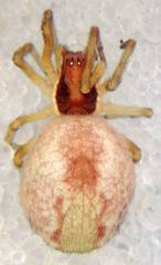 Mallos pallidus
