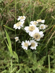 Achillea ptarmica