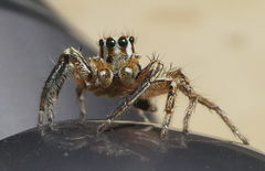Plexippus paykulli