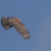 photo of Red-shouldered Hawk (Buteo lineatus)