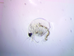 Bosmina longirostris