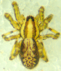 Zora hespera
