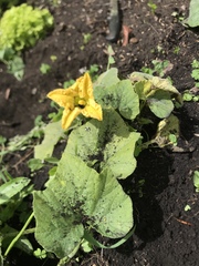 Cucurbitaceae
